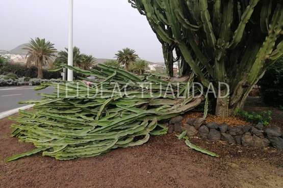 El viento tira árboles, crístaleras y contenedores en puntos del municipio (Foto TA)